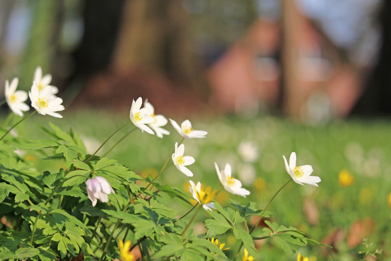Canon EF-S 55-250mm F4-5.6 IS STM sample photo. Wood anemone, forest flower photography