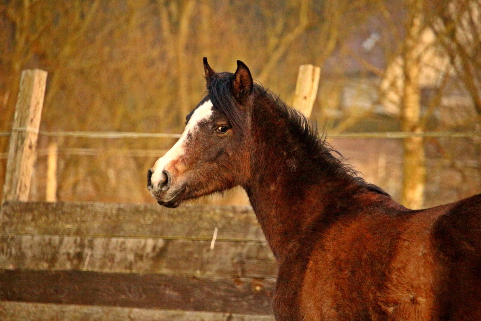 Canon EOS 100D (EOS Rebel SL1 / EOS Kiss X7) sample photo. Horse, horse head, thoroughbred photography