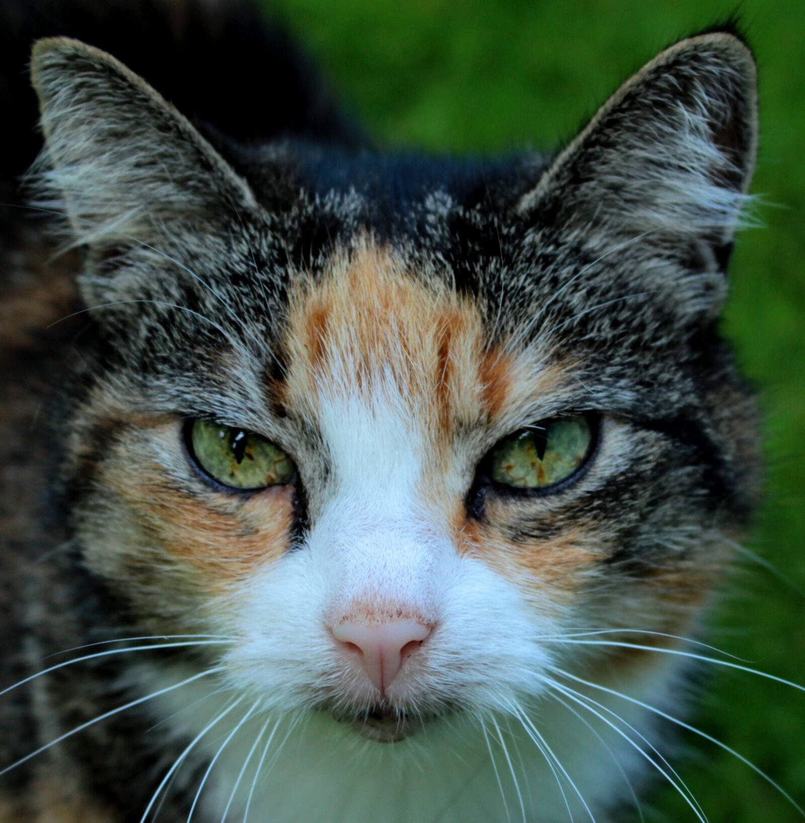 Canon EOS 600D (Rebel EOS T3i / EOS Kiss X5) sample photo. Cats, fur, cat photography
