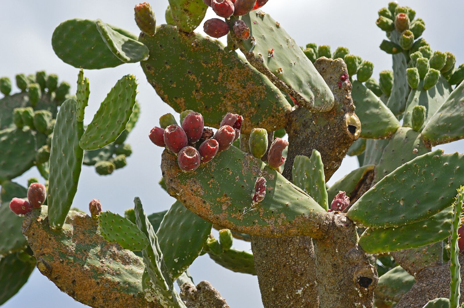 Nikon D3200 sample photo. Decay, cactus, green photography