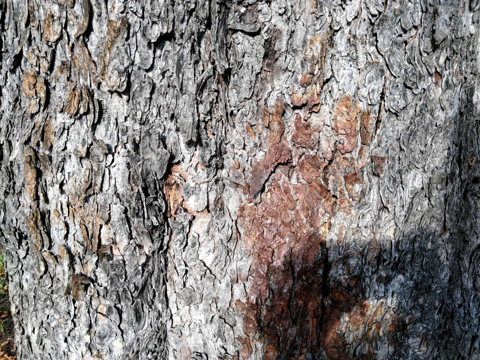 Lenovo S60-A sample photo. Tree bark, old, texture photography