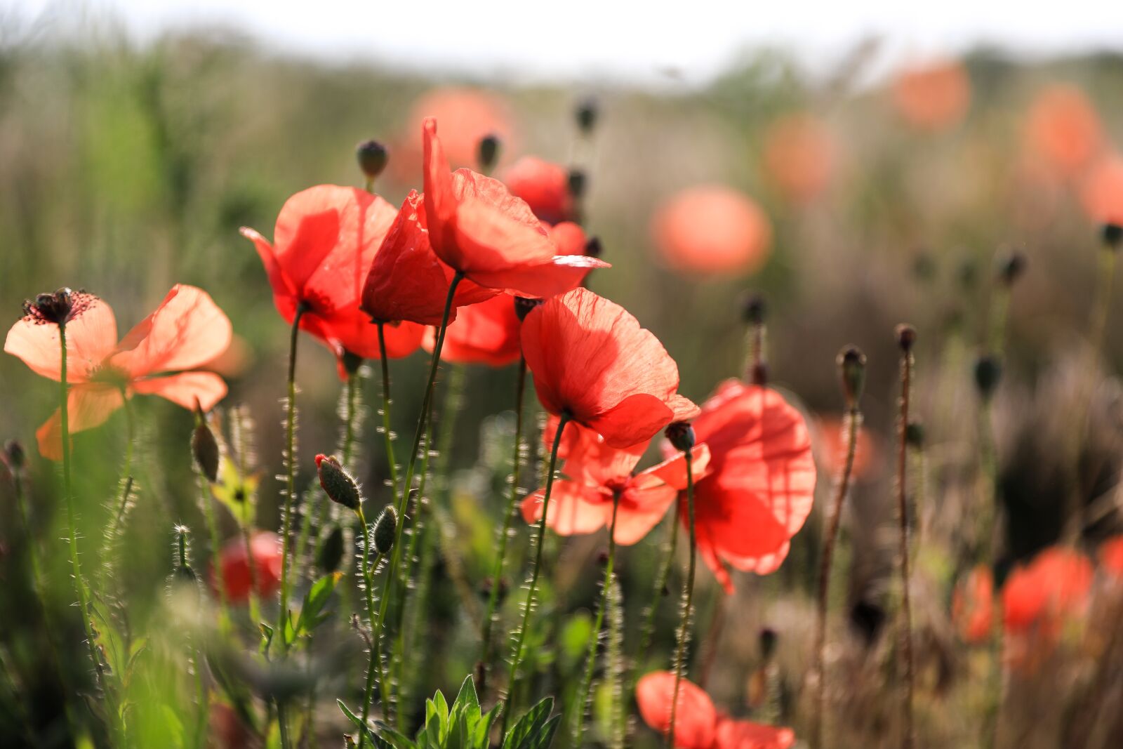 Canon EOS 5D Mark IV sample photo. Poppy, wildflower, flower photography