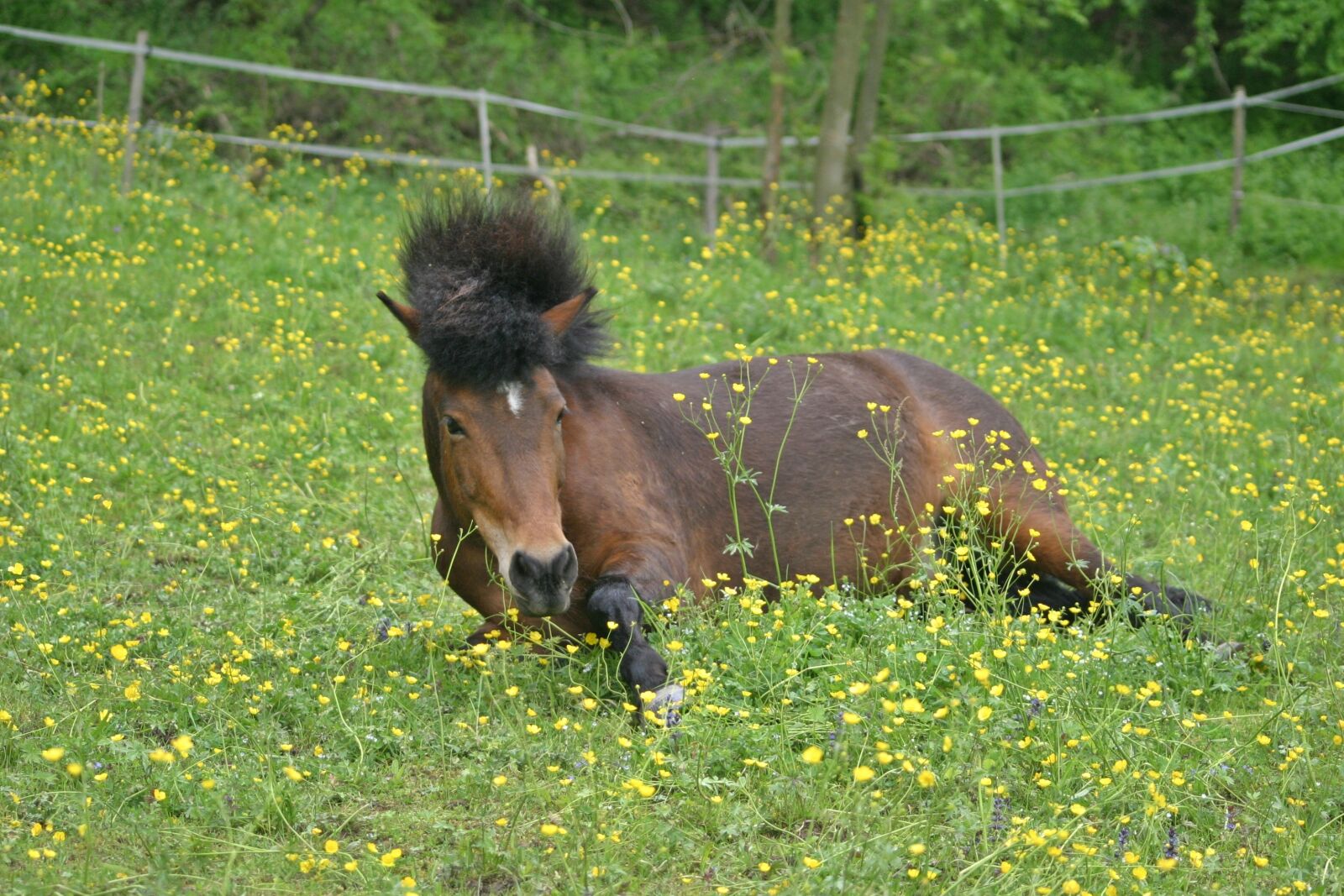 Canon EOS 10D sample photo. Horse, icelanders, pony photography