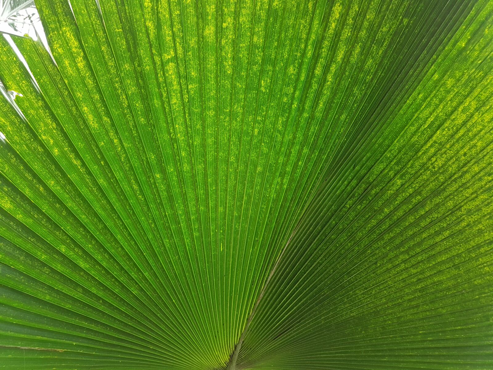 Samsung Galaxy S7 sample photo. Leaf, nature, green photography