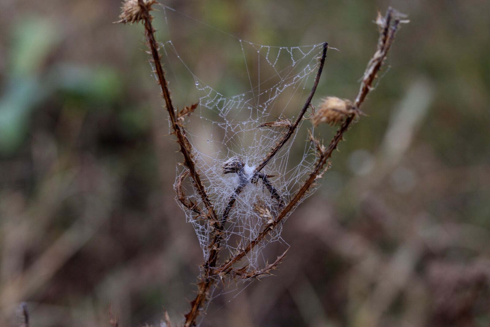 Canon EF-S 60mm F2.8 Macro USM sample photo. Spider web, wet, hooked photography