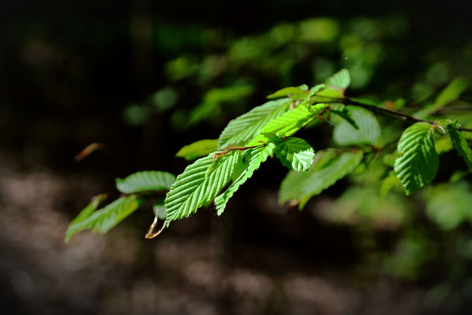 Nikon D610 sample photo. Beech leaves, green, may photography