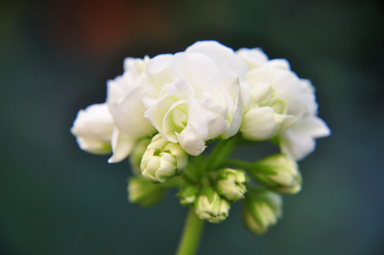 Nikon D5000 sample photo. Flower, flowers, garden photography