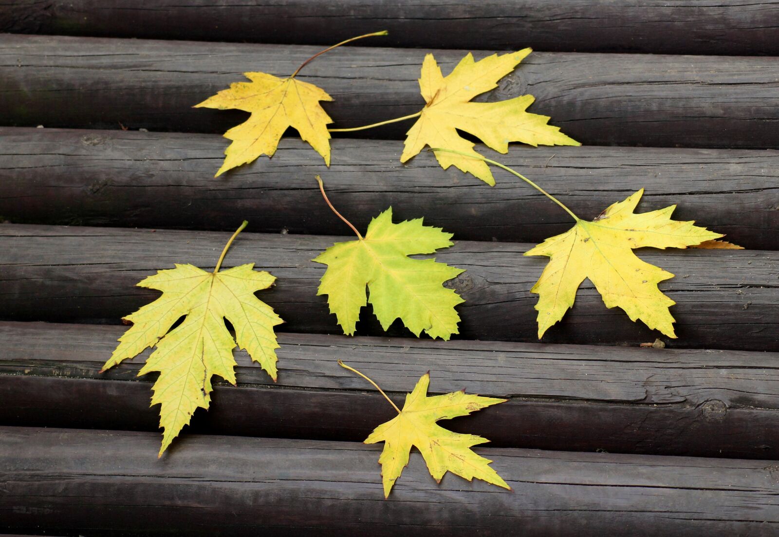 Canon EOS 1200D (EOS Rebel T5 / EOS Kiss X70 / EOS Hi) sample photo. Leaflet, foliage, autumn photography