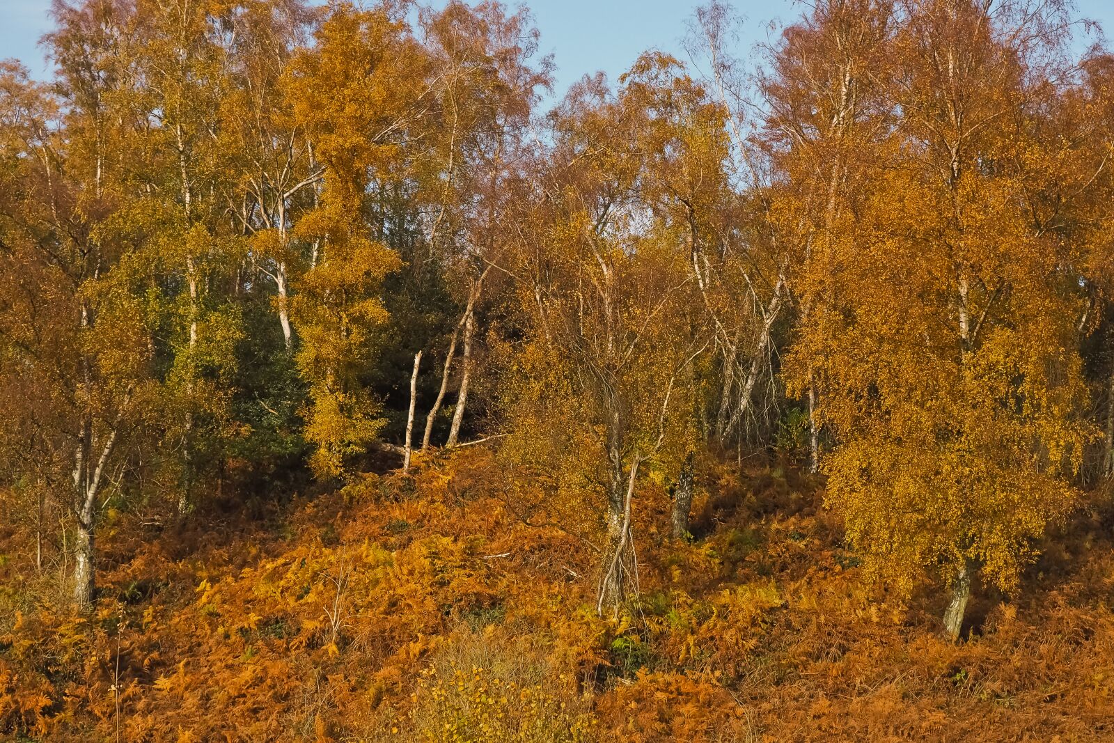 Olympus OM-D E-M10 sample photo. Autumn, nature, trees photography