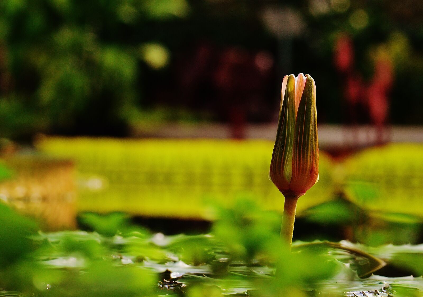 Nikon D3200 sample photo. Water lily, water, plant photography