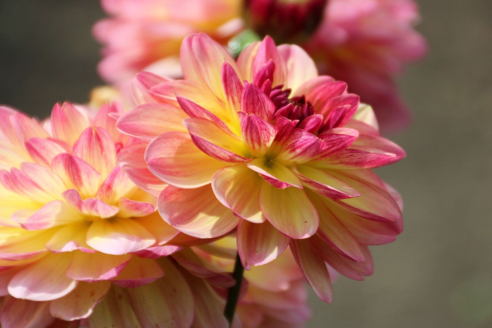 Canon EOS 1200D (EOS Rebel T5 / EOS Kiss X70 / EOS Hi) sample photo. Dahlia, dahlia garden, blossom photography