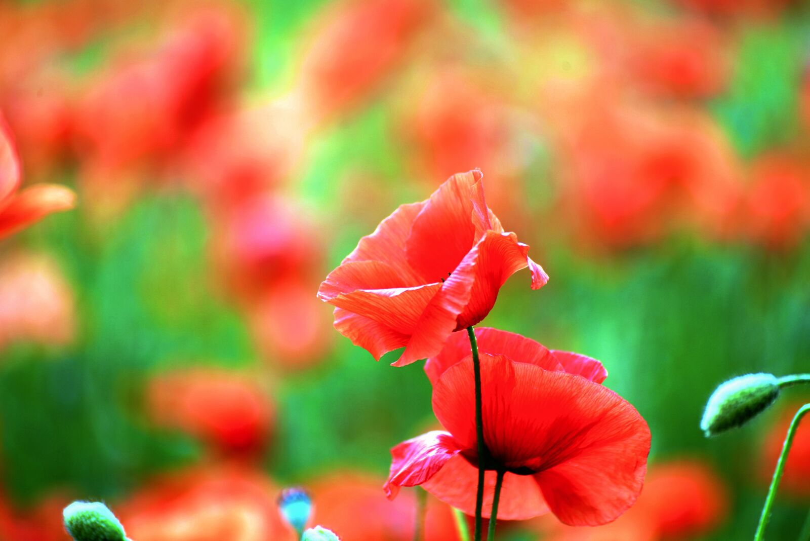 Nikon D610 sample photo. Poppy, klatschmohn, field of photography