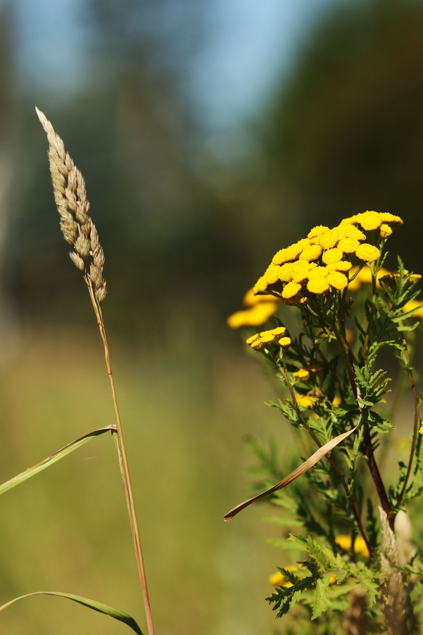 Canon EOS 7D Mark II + Canon EF 135mm F2L USM sample photo. Flower, yellow, wild flower photography
