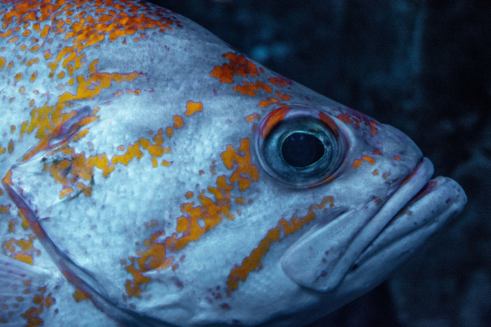 Nikon D5200 sample photo