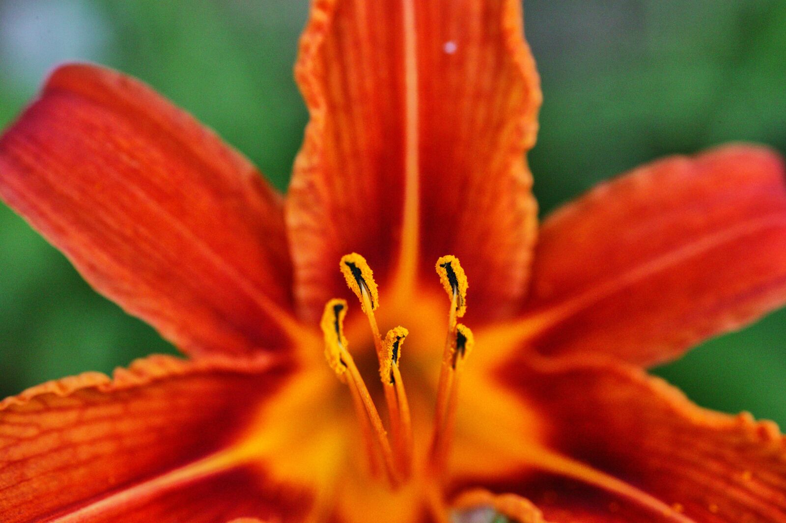 Canon EOS-1Ds sample photo. Flower, macro, petals photography
