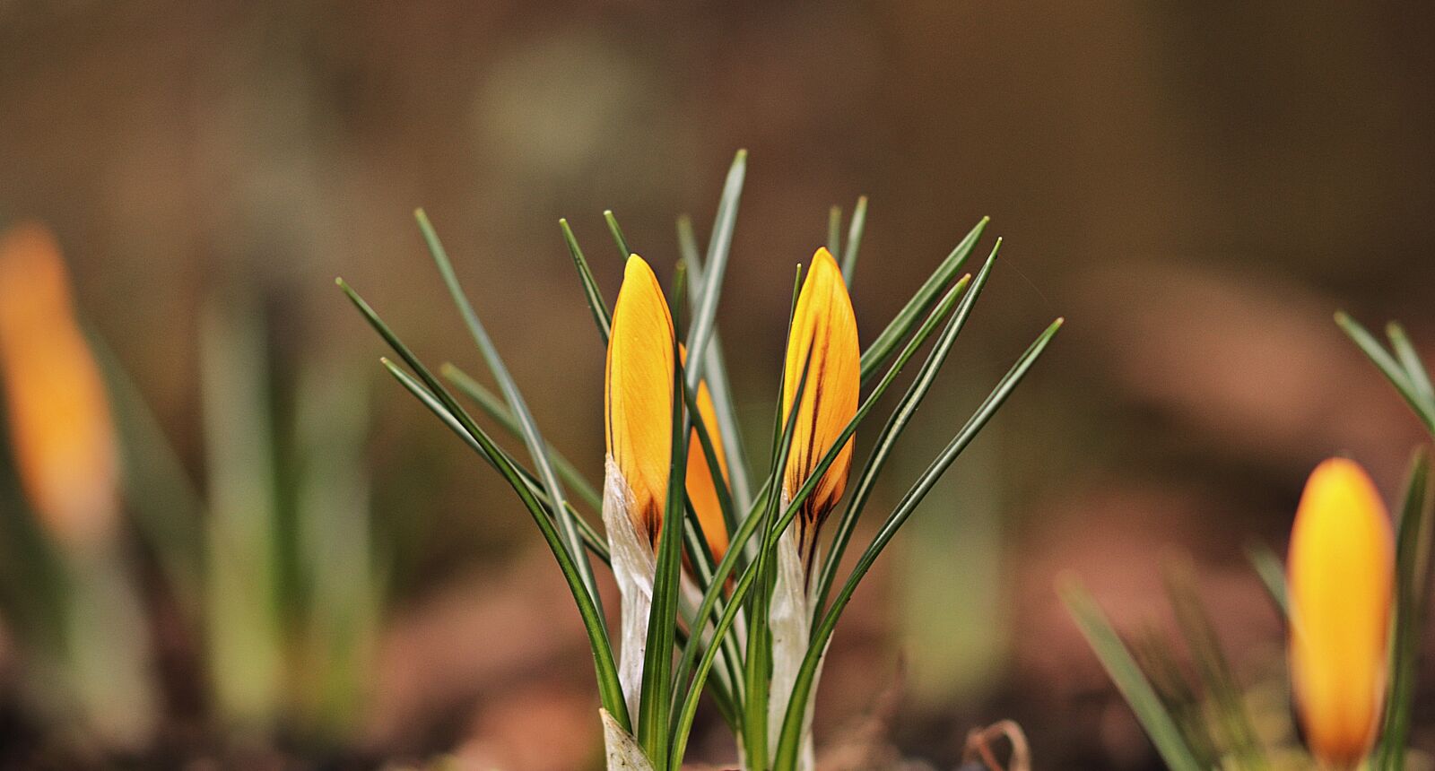 Canon EOS 80D sample photo. Garden, spring, crocus photography