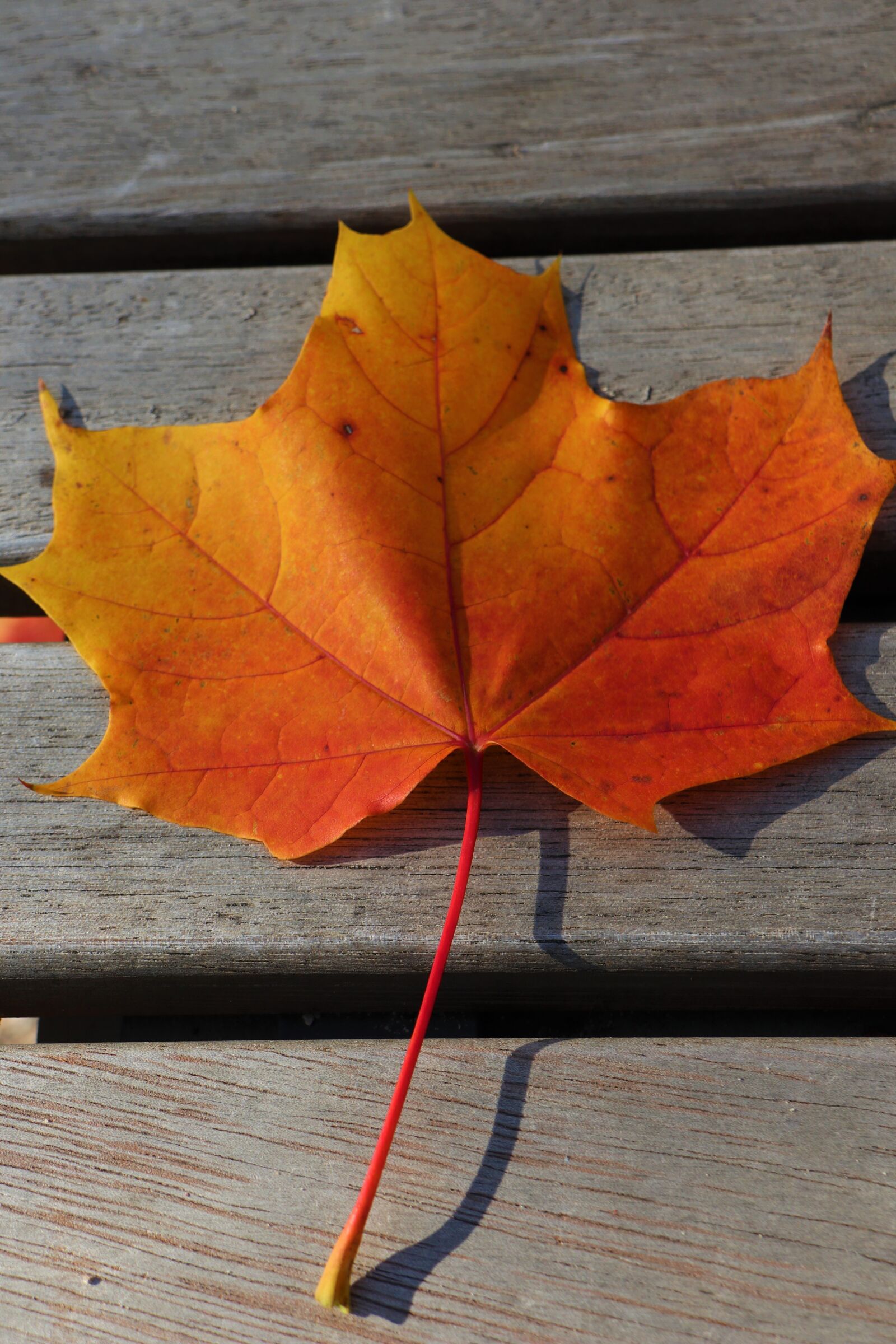 Canon EOS M6 sample photo. Colored maple leaf, autumn photography
