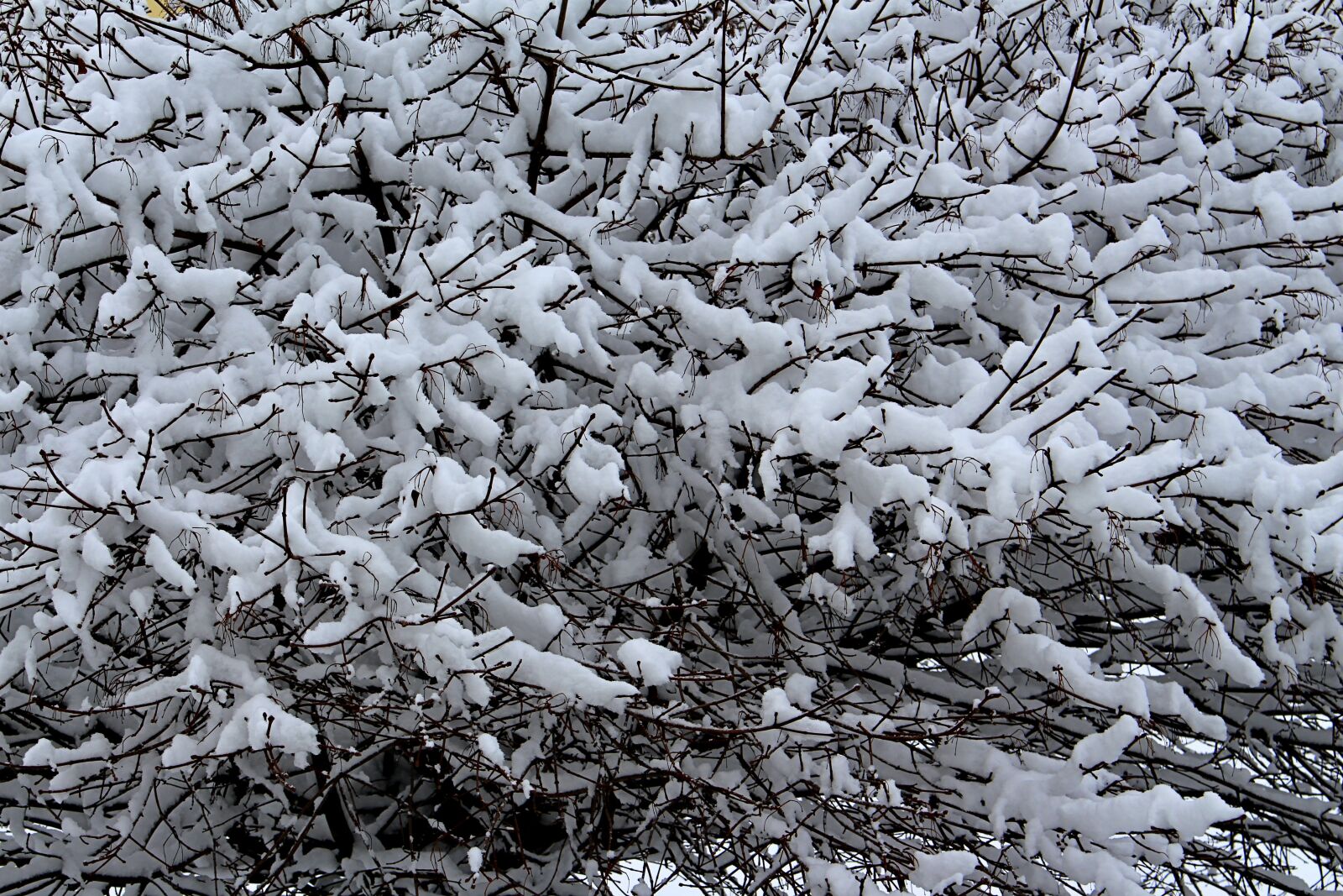 Canon EOS 700D (EOS Rebel T5i / EOS Kiss X7i) sample photo. Winter, snow, tree photography