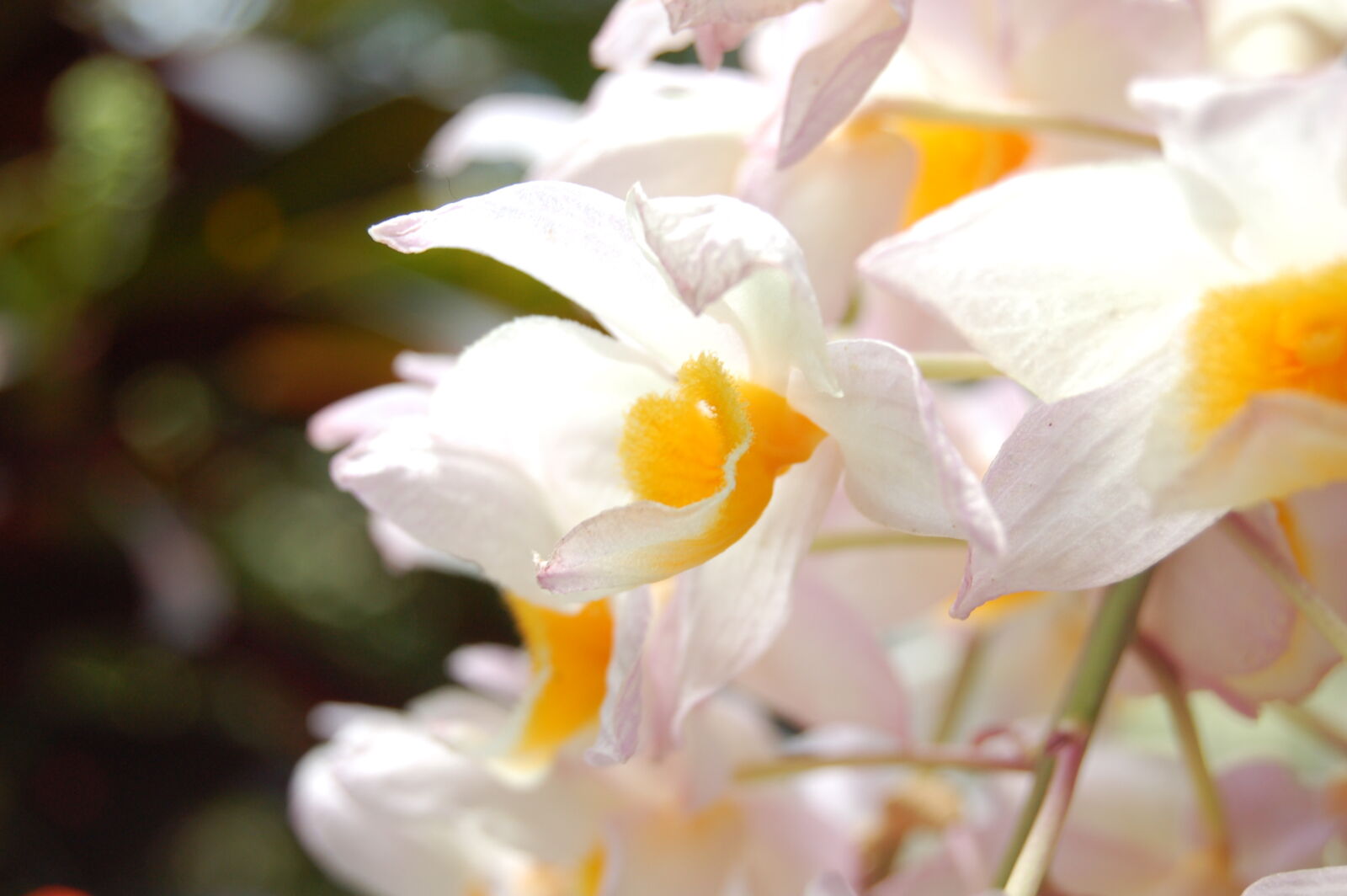 Nikon D50 + AF-S DX Zoom-Nikkor 18-55mm f/3.5-5.6G ED sample photo. Orchids, white, orchids photography