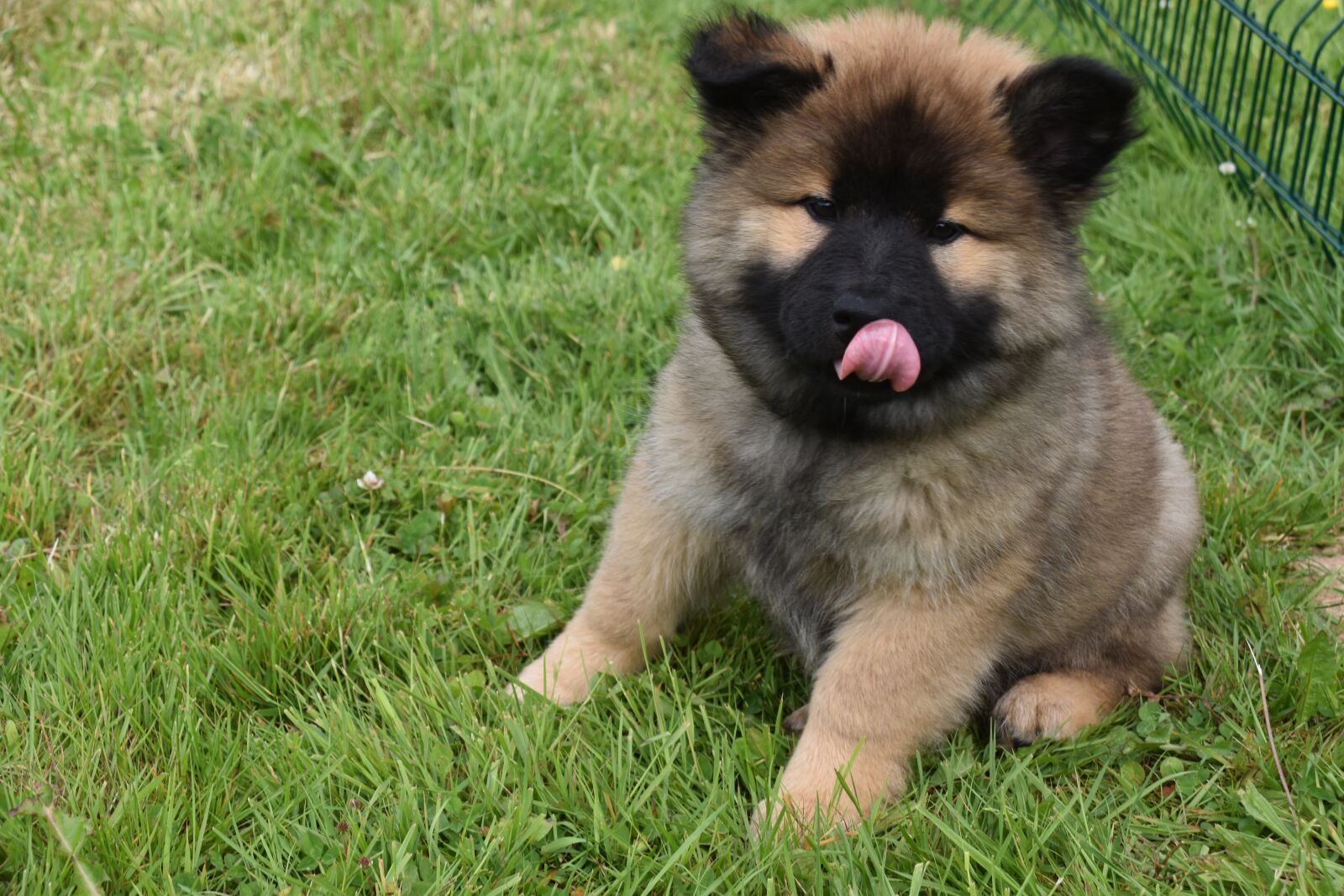 Nikon D5600 sample photo. Dog, puppy, pup photography