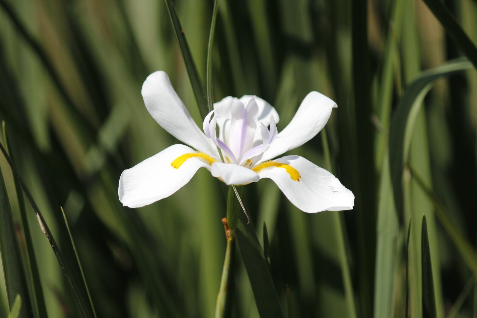 Canon EF-S 55-250mm F4-5.6 IS sample photo. Iris, flower, bloom photography