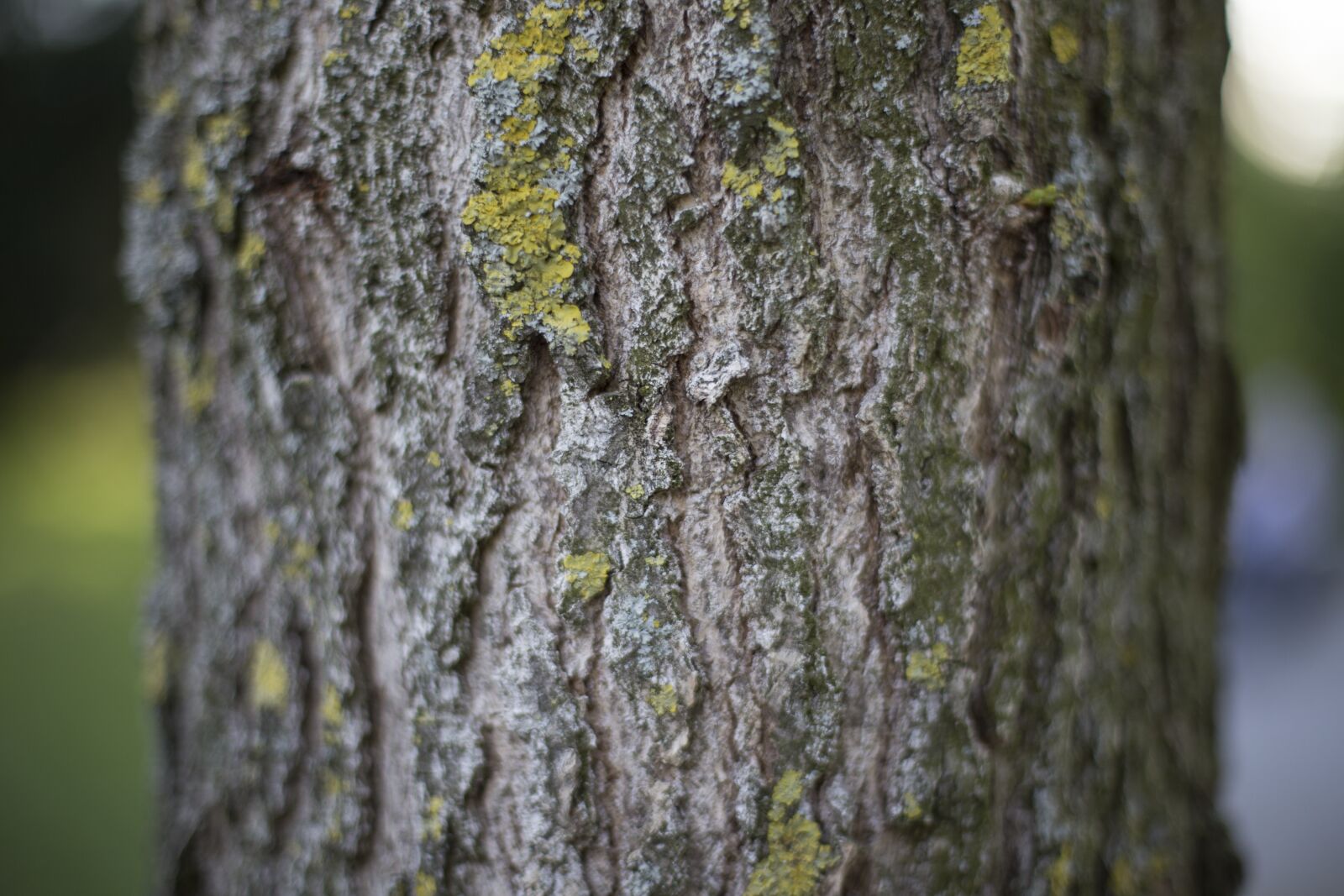 Canon EOS 6D + Canon EF 50mm F1.4 USM sample photo. Tree, bark photography