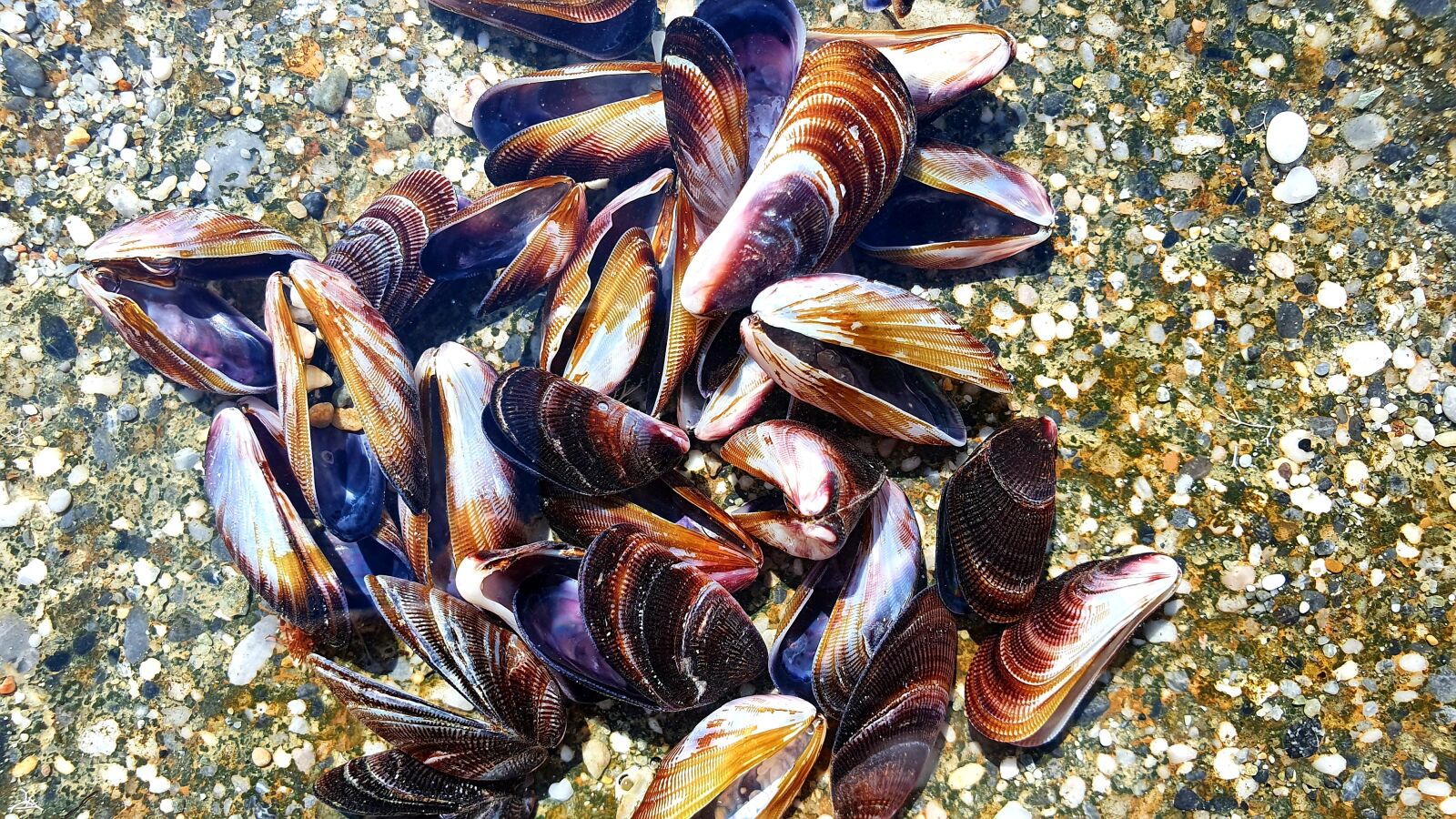 Samsung Galaxy S10e sample photo. Mussels, marine, beach photography