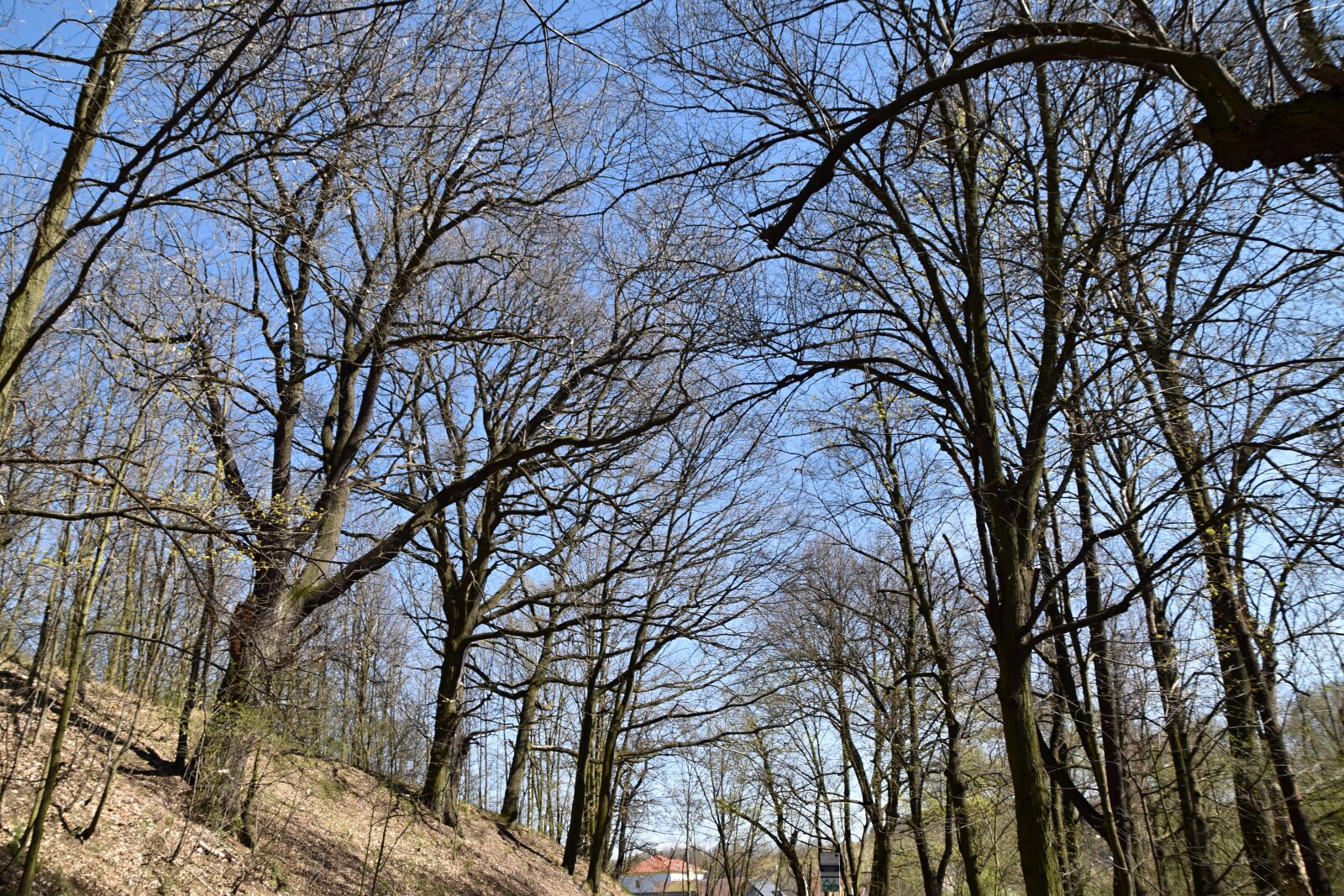 Nikon D3500 sample photo. Trees, sky, nature photography