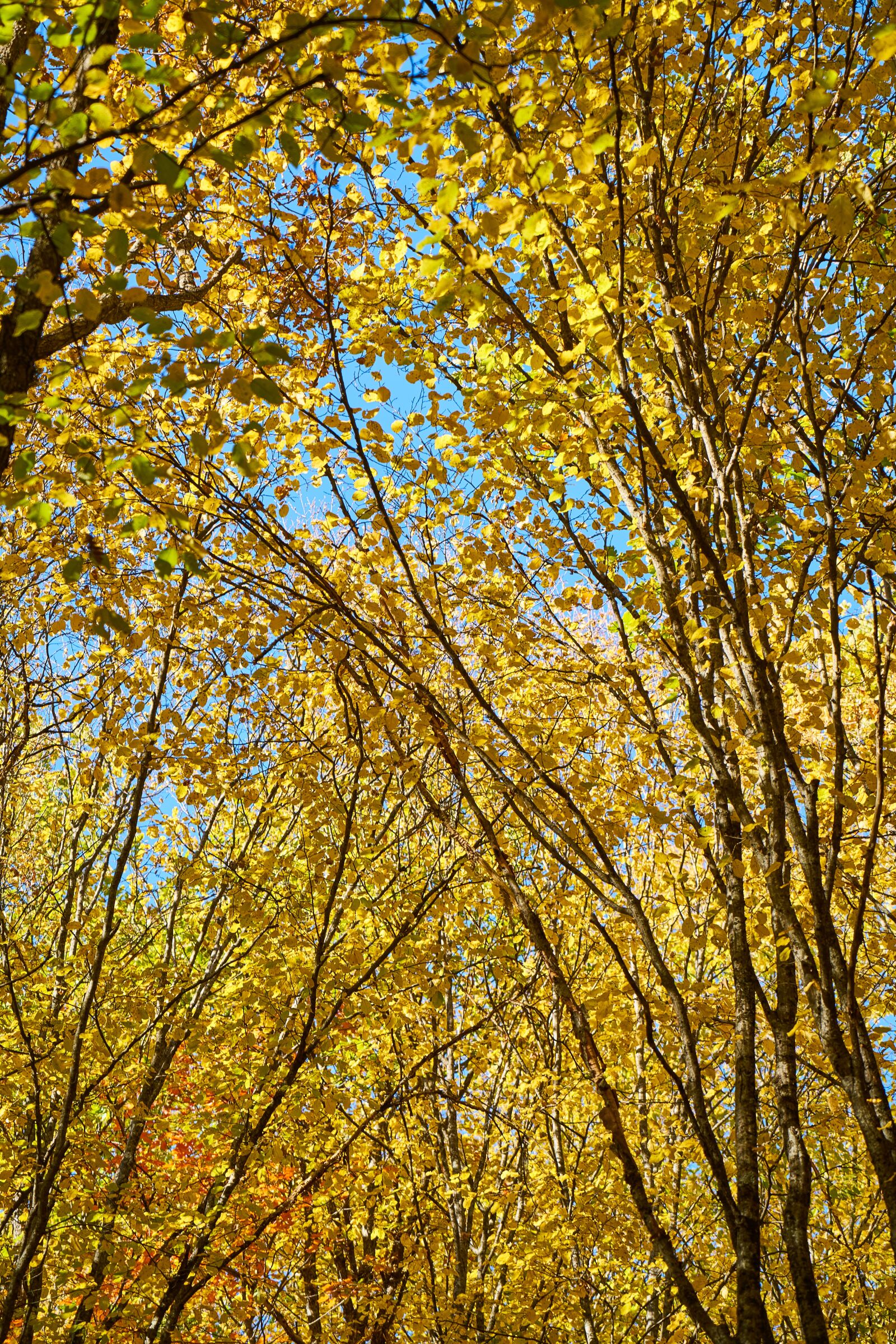 Sony a7R II sample photo. Tree, leaves, branch photography