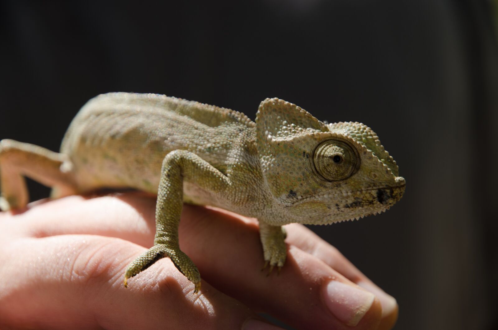 Nikon D7000 sample photo. Kamelion, brown, hand photography