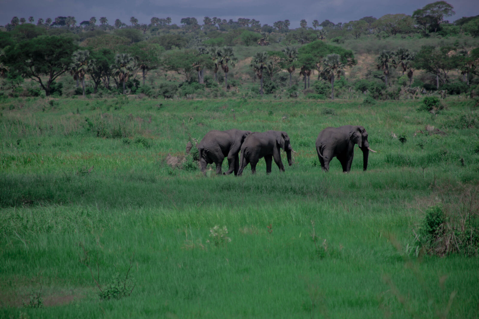 Canon EF 75-300mm f/4-5.6 sample photo. Elephants, game, park, green photography