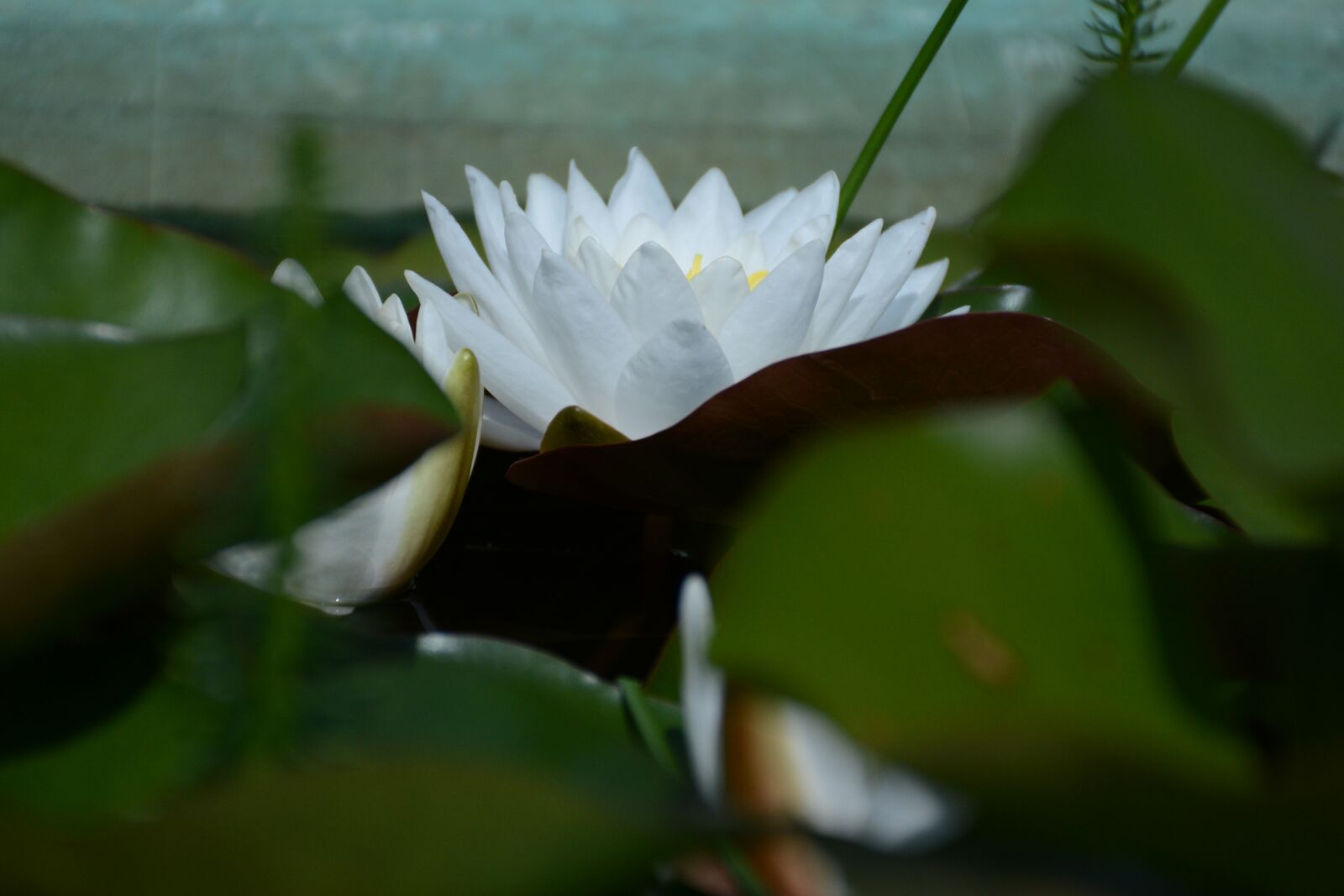 Nikon D7100 sample photo. Water lily snow-white, white photography