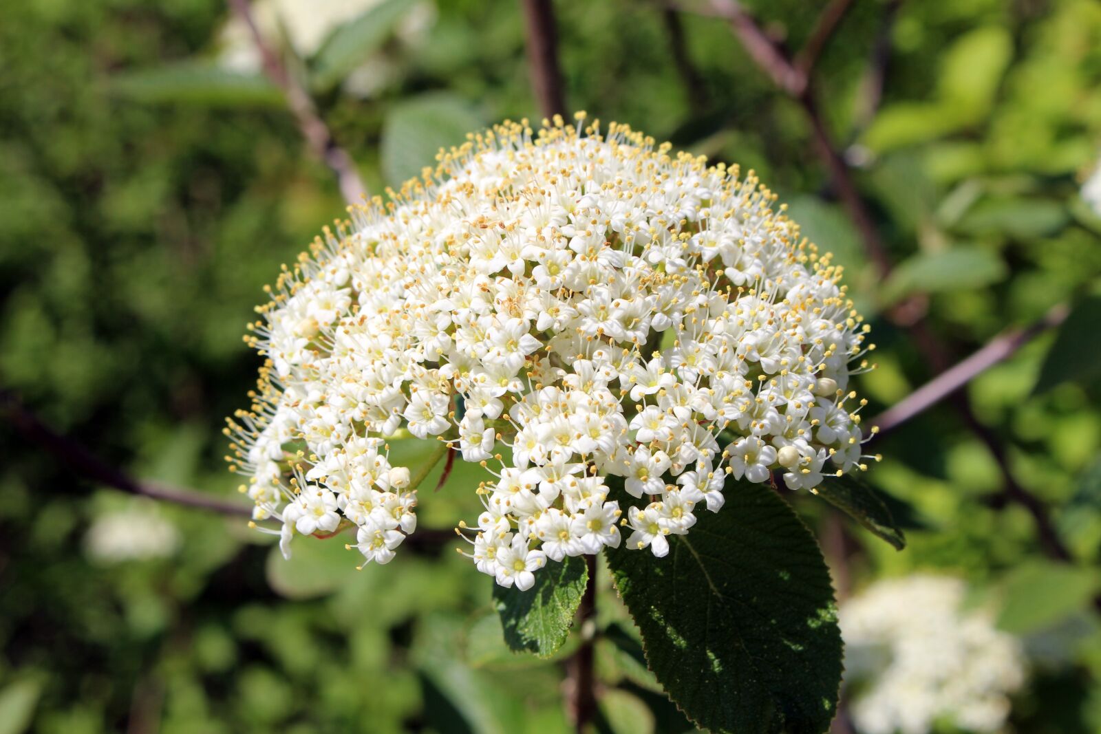 Canon EOS 700D (EOS Rebel T5i / EOS Kiss X7i) sample photo. Plant, blossom, bloom photography