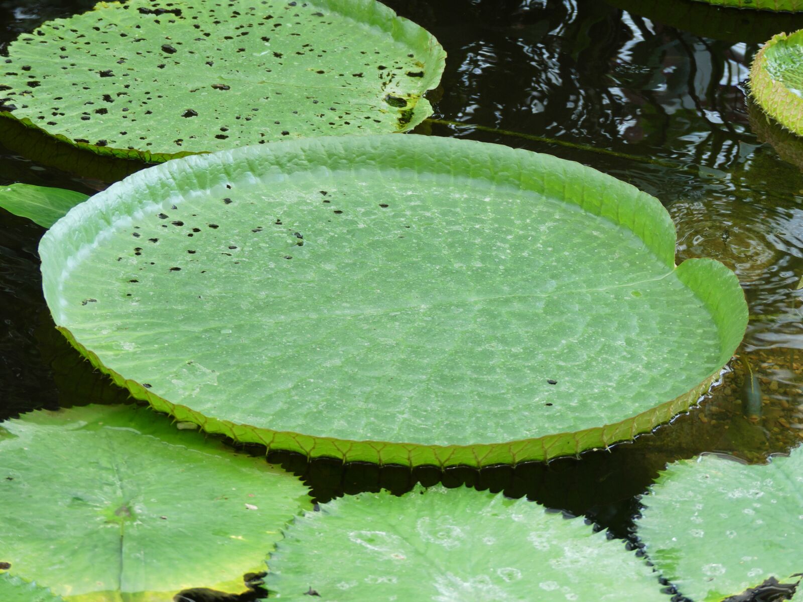 Panasonic Lumix DMC-FZ300 sample photo. Water lilies, aquatic plant photography