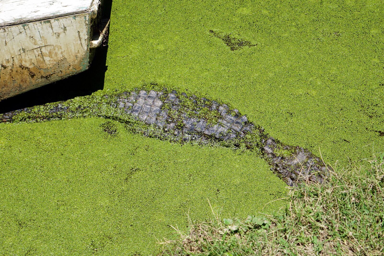 Sony E 55-210mm F4.5-6.3 OSS sample photo. Alligator, reptile, crocodile photography