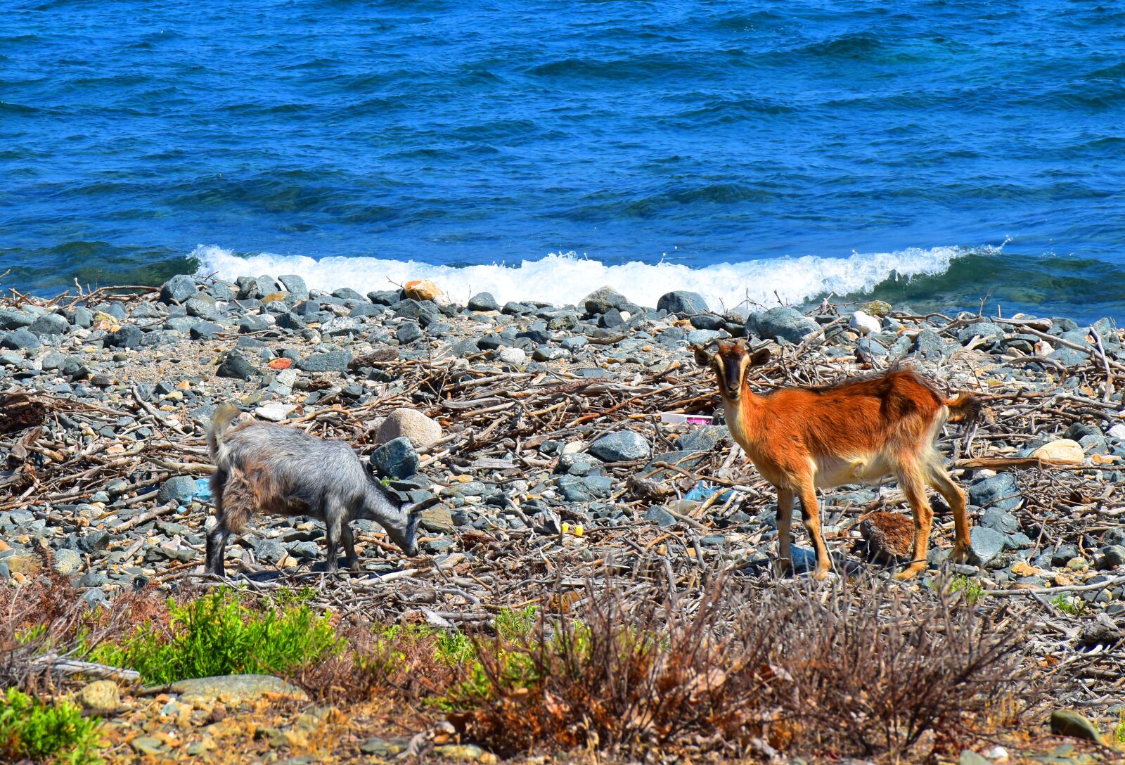 Nikon D5500 sample photo. Goats, sea, samothraki photography