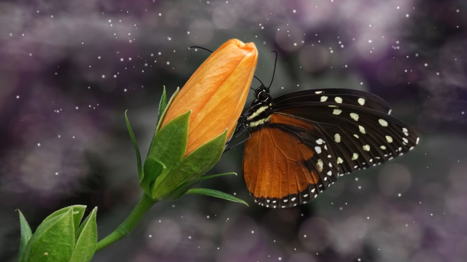Sony DT 55-300mm F4.5-5.6 SAM sample photo. Butterfly, nature, insect photography