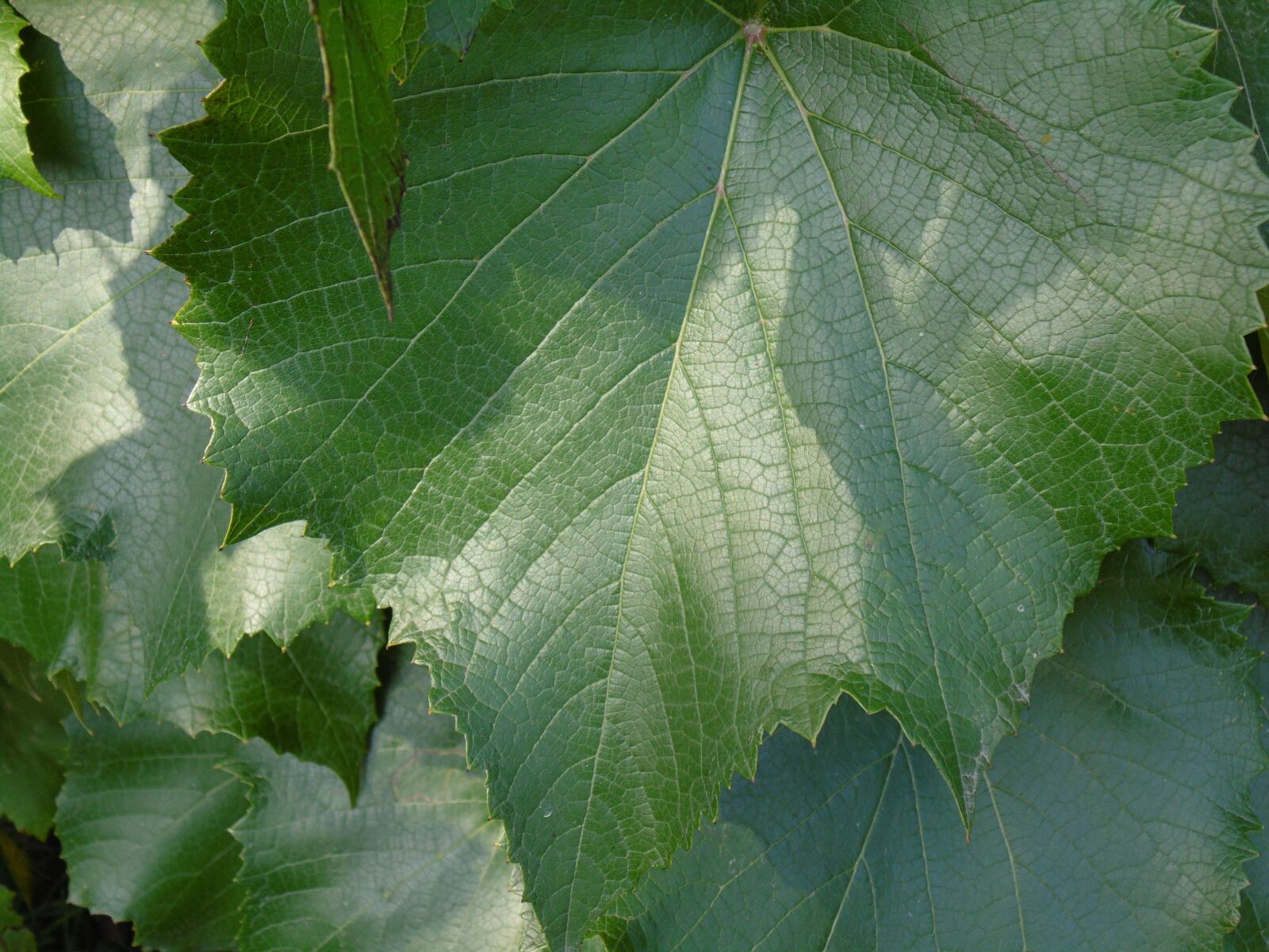 Panasonic Lumix DMC-LZ40 sample photo. Vine leaf, leaf, green photography