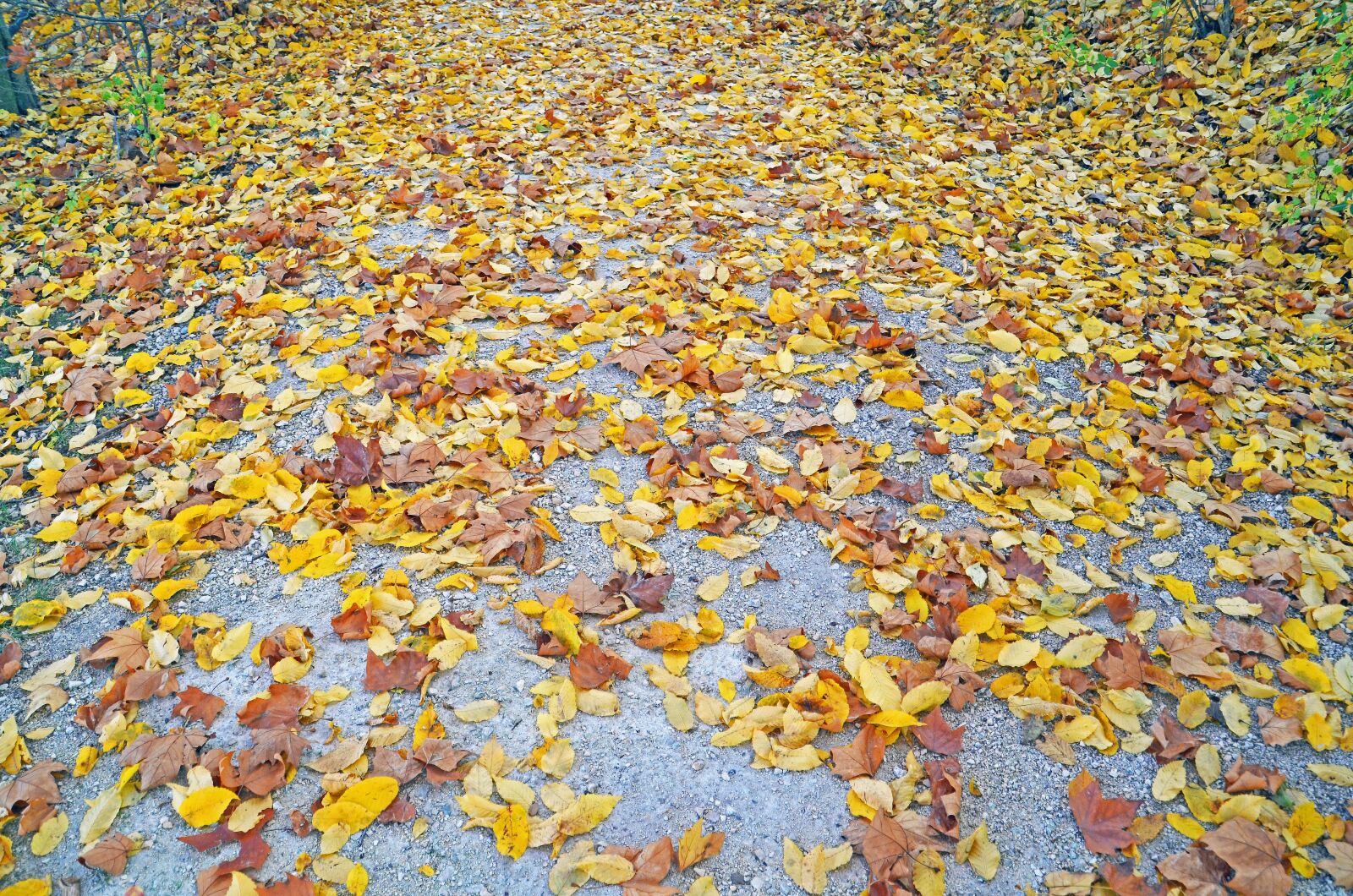 Nikon D7000 sample photo. Autumn, leaves, fall foliage photography