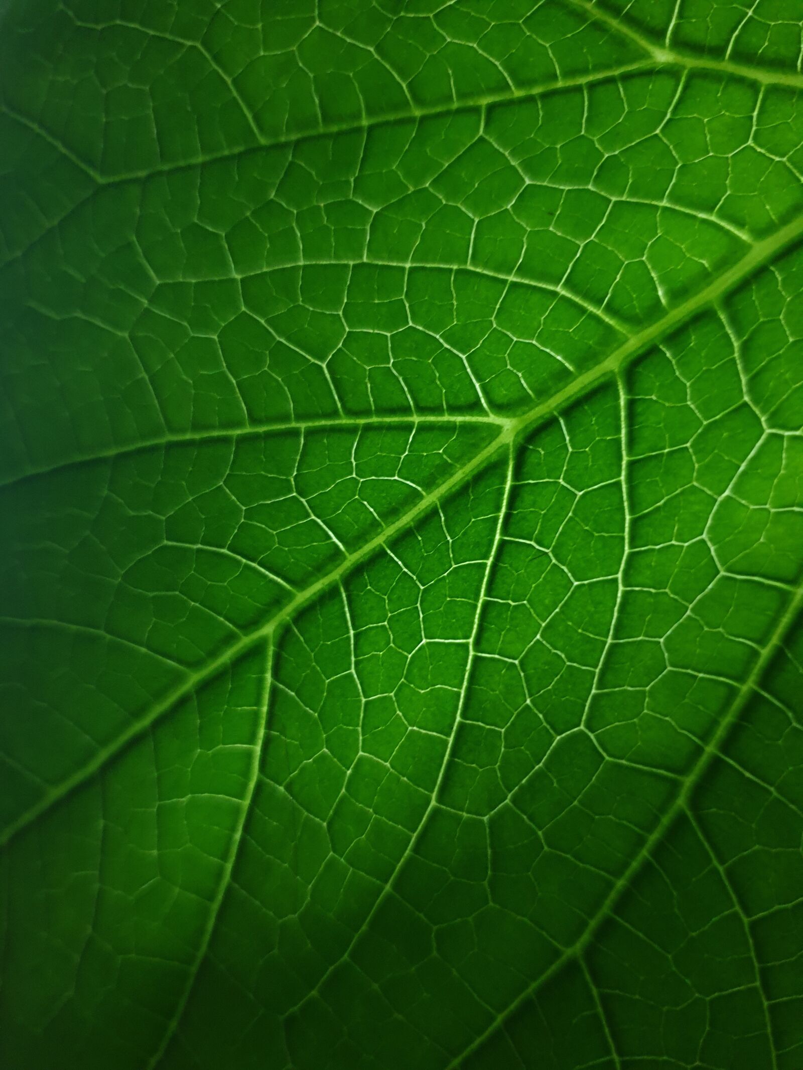 Samsung Galaxy S9 sample photo. Leaf, nature, green photography