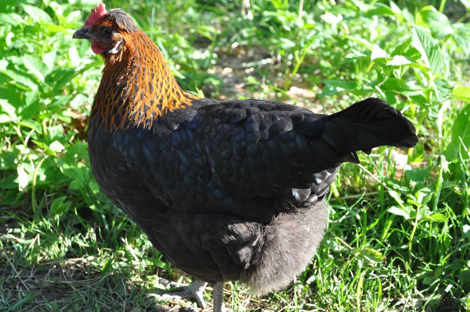 Nikon D90 sample photo. Chicken, poultry, hen photography
