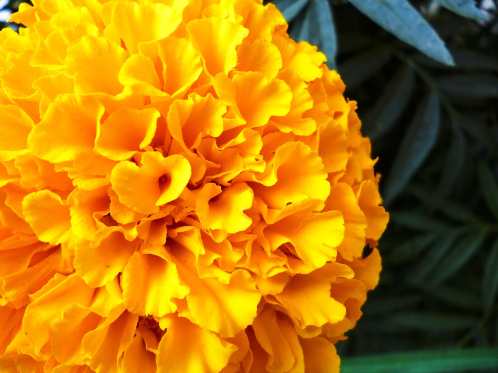 Panasonic DMC-S3 sample photo. Flower, yellow, orange photography