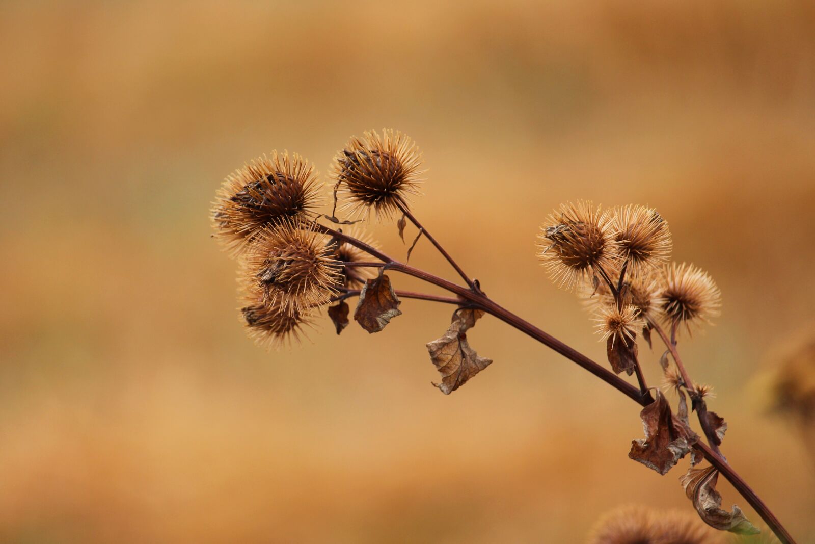 Canon EF-S 55-250mm F4-5.6 IS STM sample photo. Thistle, nature, prickly photography