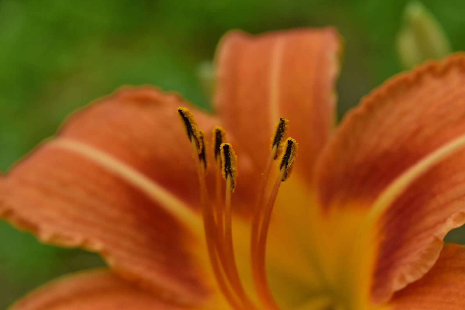 Nikon D5500 sample photo. Lily, pistil, pollen, garden photography