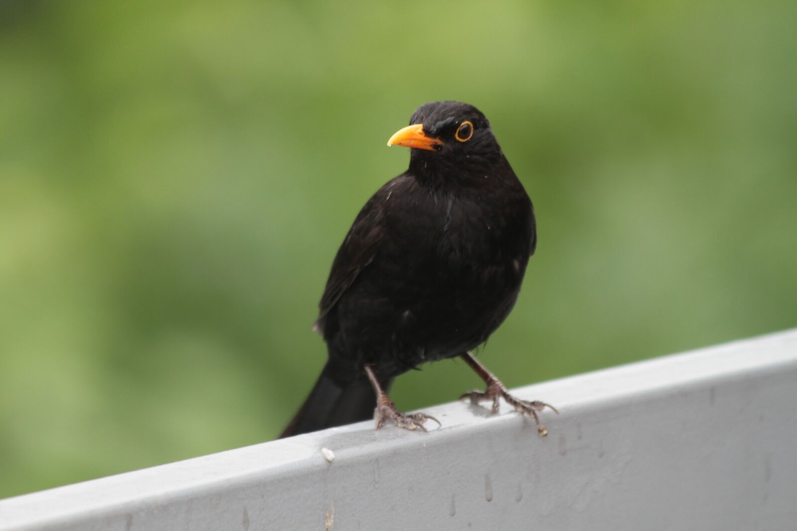 Canon EOS 7D sample photo. Bird, blackbird, songbird photography