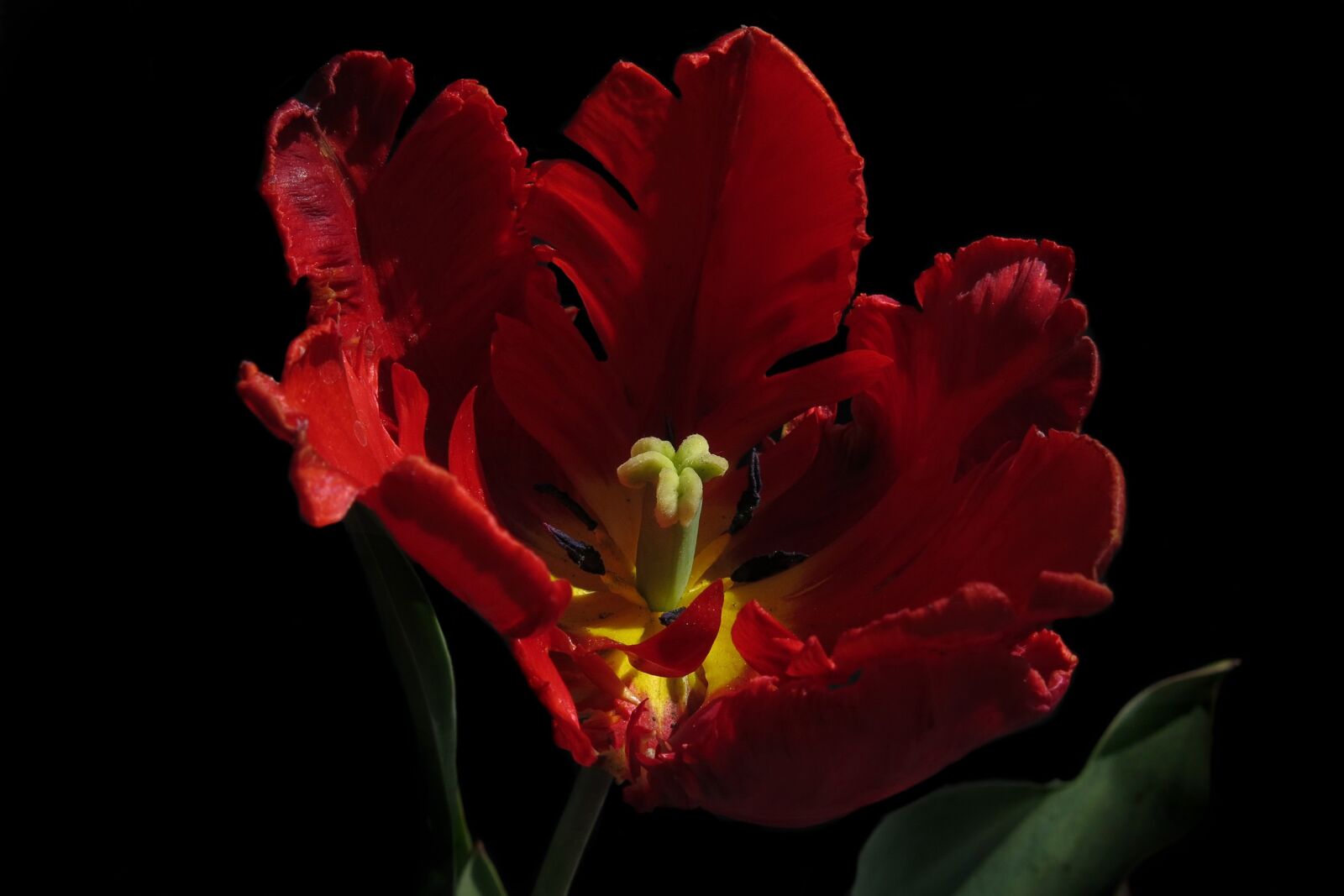 Canon PowerShot G15 sample photo. Tulip, parrot tulip, nature photography