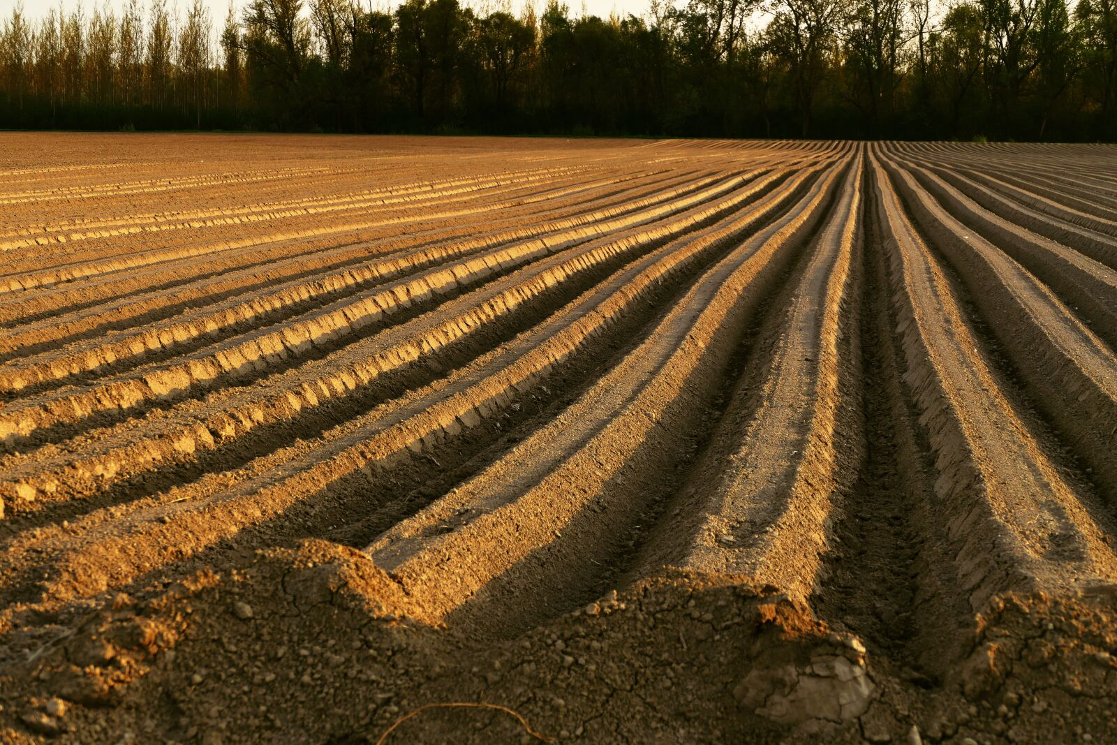 Panasonic Lumix DMC-FZ1000 sample photo. Ground, treatment, field photography