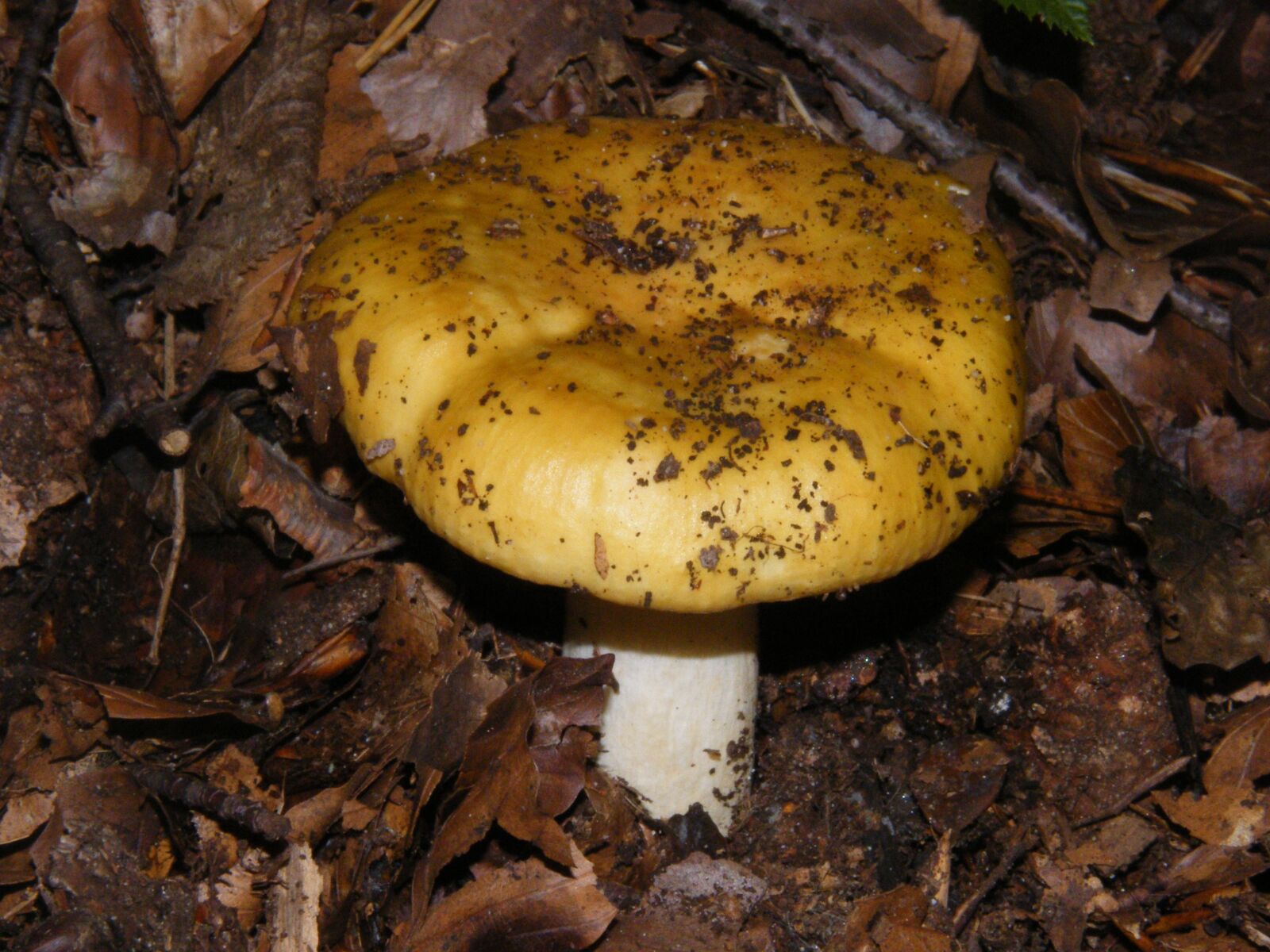 Fujifilm FinePix S8000fd sample photo. Russula, mushrooms, forest photography