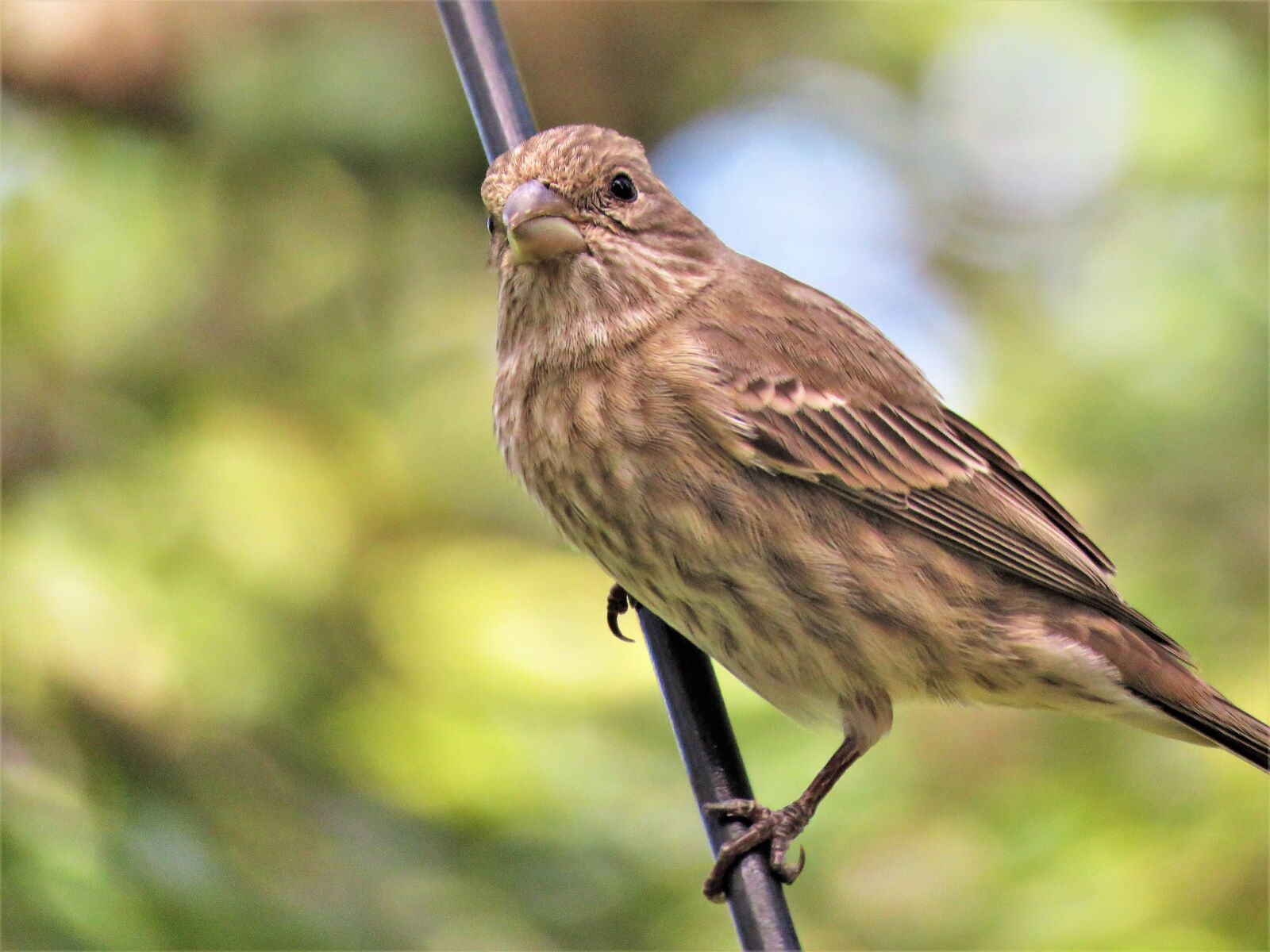 Canon PowerShot SX60 HS sample photo. Bird, close up, wildlife photography