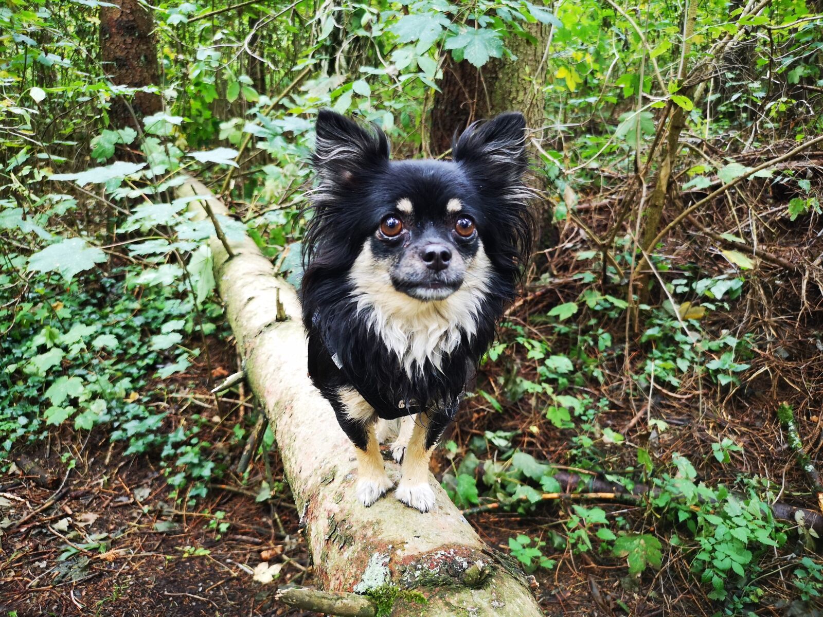 HUAWEI CLT-L29 sample photo. Chihuahua, dog, walk photography